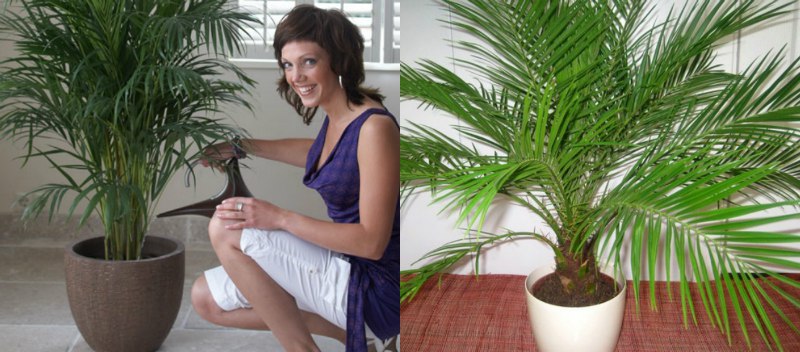 Egzotyczne palmy, to piękne rośliny ozdobne i z tego względu są coraz częśc...